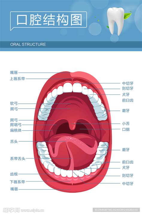 嘴巴器官|口腔的生理结构